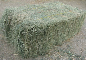 CT Garvin Bermuda Hay